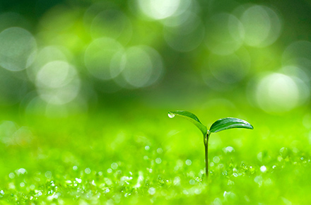 植物の発芽